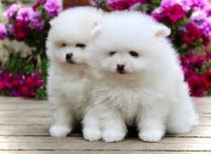 spitz loulou nain