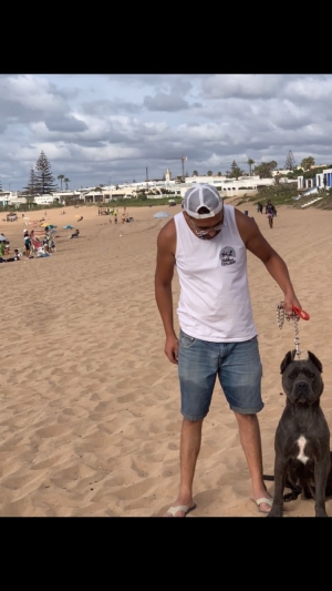 Femelle cane corso