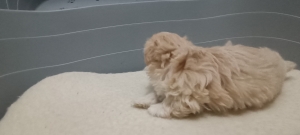 Bichons Nain