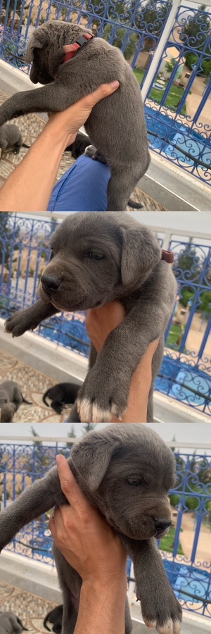 Chiots cane corso 45jours