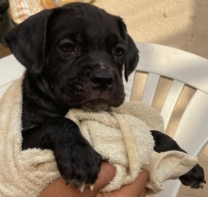 Chiots Cane corso