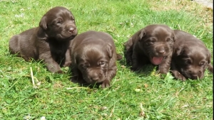 Labrador chocolat