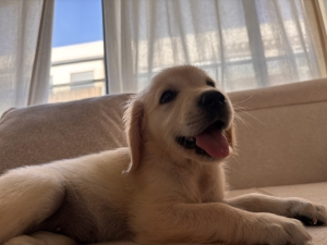 Golden Retriever 2 mois