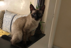 chat siamois à l’adoption