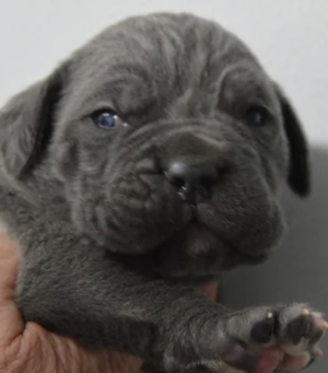 Canecorso