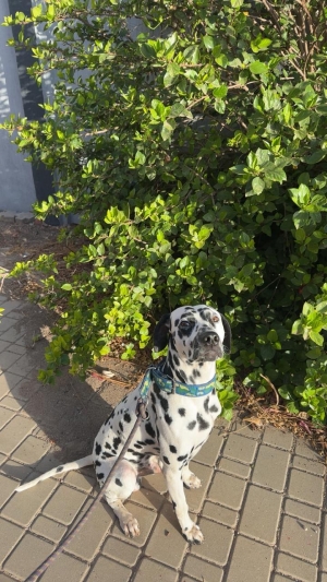 Dalmatien