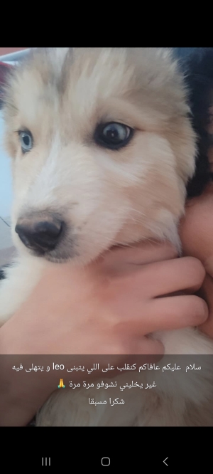 Lucky is looking for his forever home