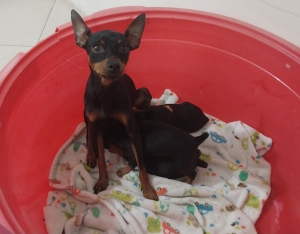 Miniature Pinscher 2 Boy Puppies