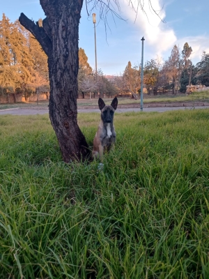 adoption malinois