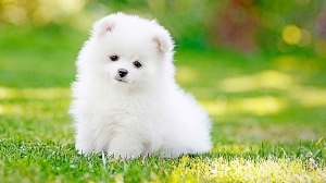 Spitz pomeranian nain