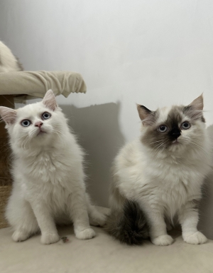 Ragdoll cream point, race pure et tres affectueux