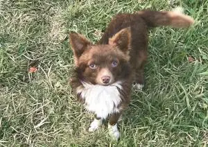 Chihuahua papillon