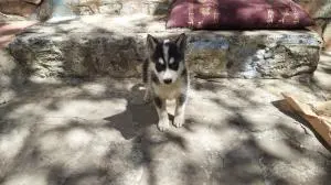 Husky malamute