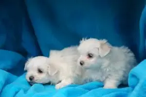 Chiots bichons maltais