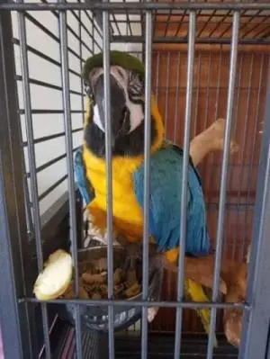 Perroquet ara bleu et jaune