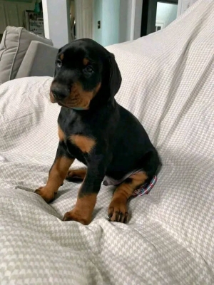 Chiots doberman pedigree