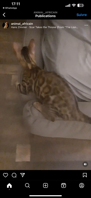 Bengal