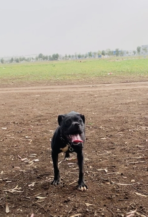 Cane corso