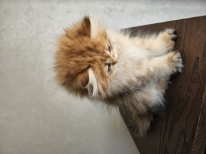 British longhair gold