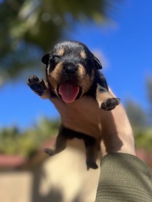 Chiots rottweiler