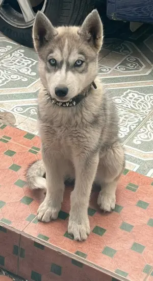 Husky