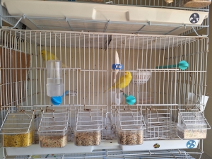 Couple canari récessif jeune bg 2025