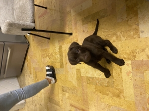 Chiot labrador chocolat