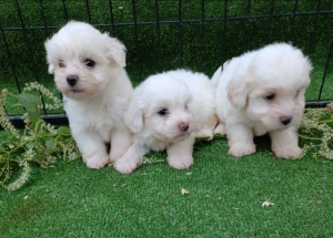 Bichon maltis nain