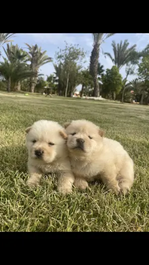 Chiots chowchow