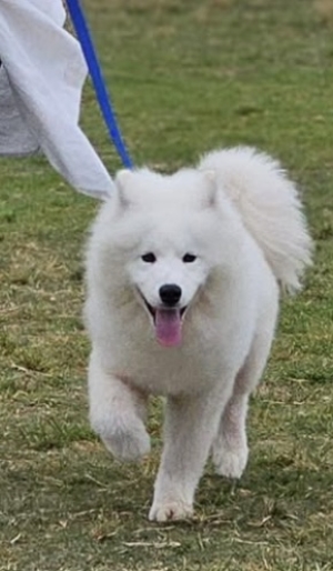 Samoyed