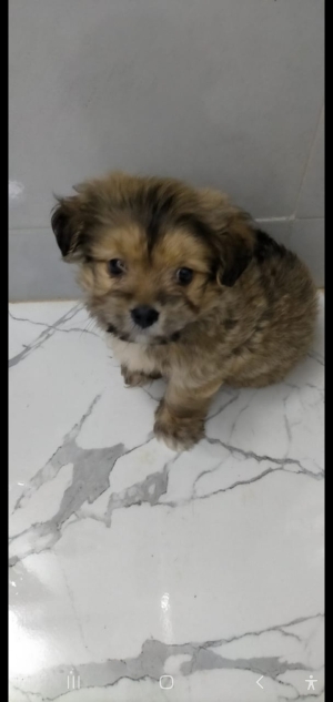 Bichon vacciné 3 mois