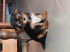 Sublime mâle yorkshire terrier pure race