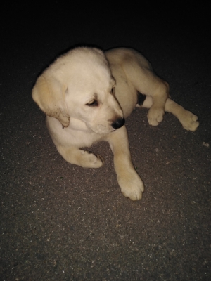 Chiot labrador 1.5mois