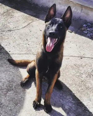 Malinois