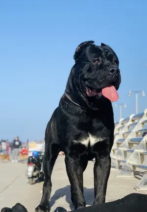 Cane corso grand gabarit pour accouplement