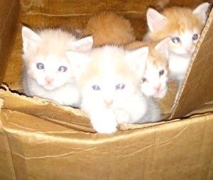 chatons à adopter