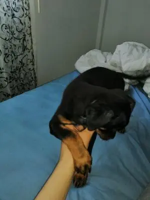 Rottweiler à vendre