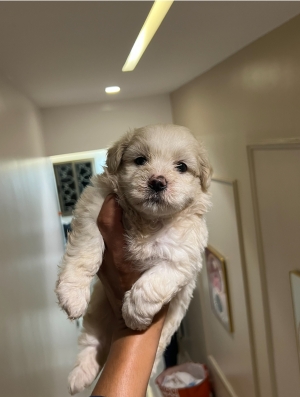 Bichon Maltais ✨🐾