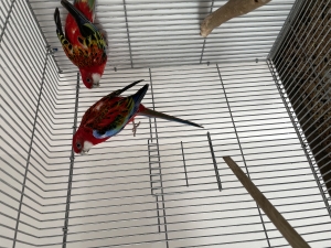Omnicolore, rosella
