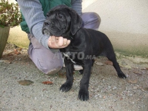 Cane Corso