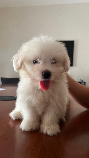 Bichon maltais