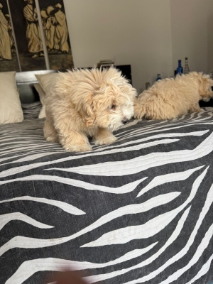 Magnifiques Maltipoo