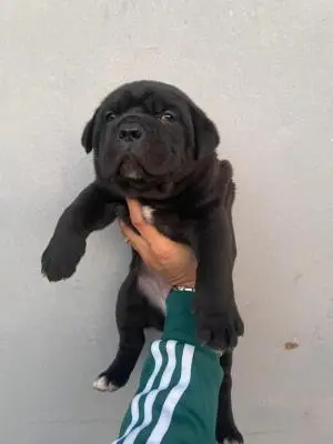 Cane corso