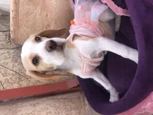 Beagle femelle vacciné