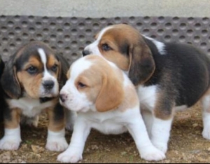 Beagle