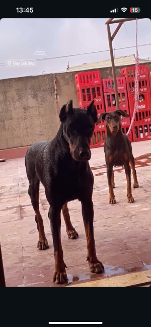 Chiots doberman