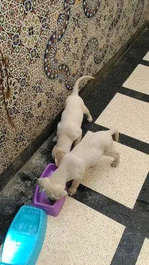 CHIOTS COUPLE LABRADOR