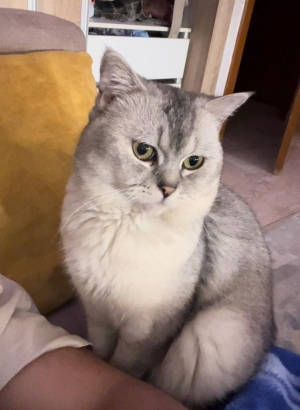 Chat British shorthair Bleu