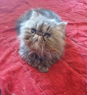 Femelle persan 3 mois