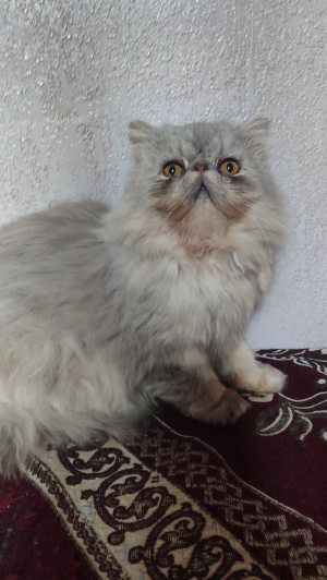 Mâle persan chinchilla